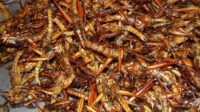 millions euros farine insectes