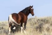 Pagaille écolo en Australie : le gouvernement chasse les chevaux sauvages en hélico pour protéger la flore locale Pagaille écolo en Australie : le gouvernement chasse les chevaux sauvages en hélico pour protéger la flore locale