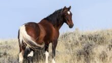 écolo Australie chasse chevaux