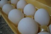 Des œufs blancs pour le climat Des œufs blancs pour le climat