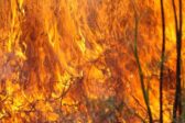 Fontainebleau : les paysans aident les pompiers contre l’incendie