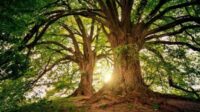 Québec droit vie arbres