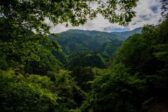 Un vrai effet du CO2 ? Le verdissement global atteint des records Un vrai effet du CO2 ? Le verdissement global atteint des records